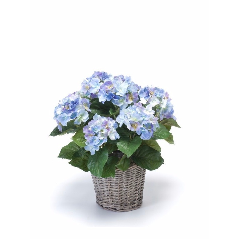 Blauwe Hortensia plant in mand 45 cm