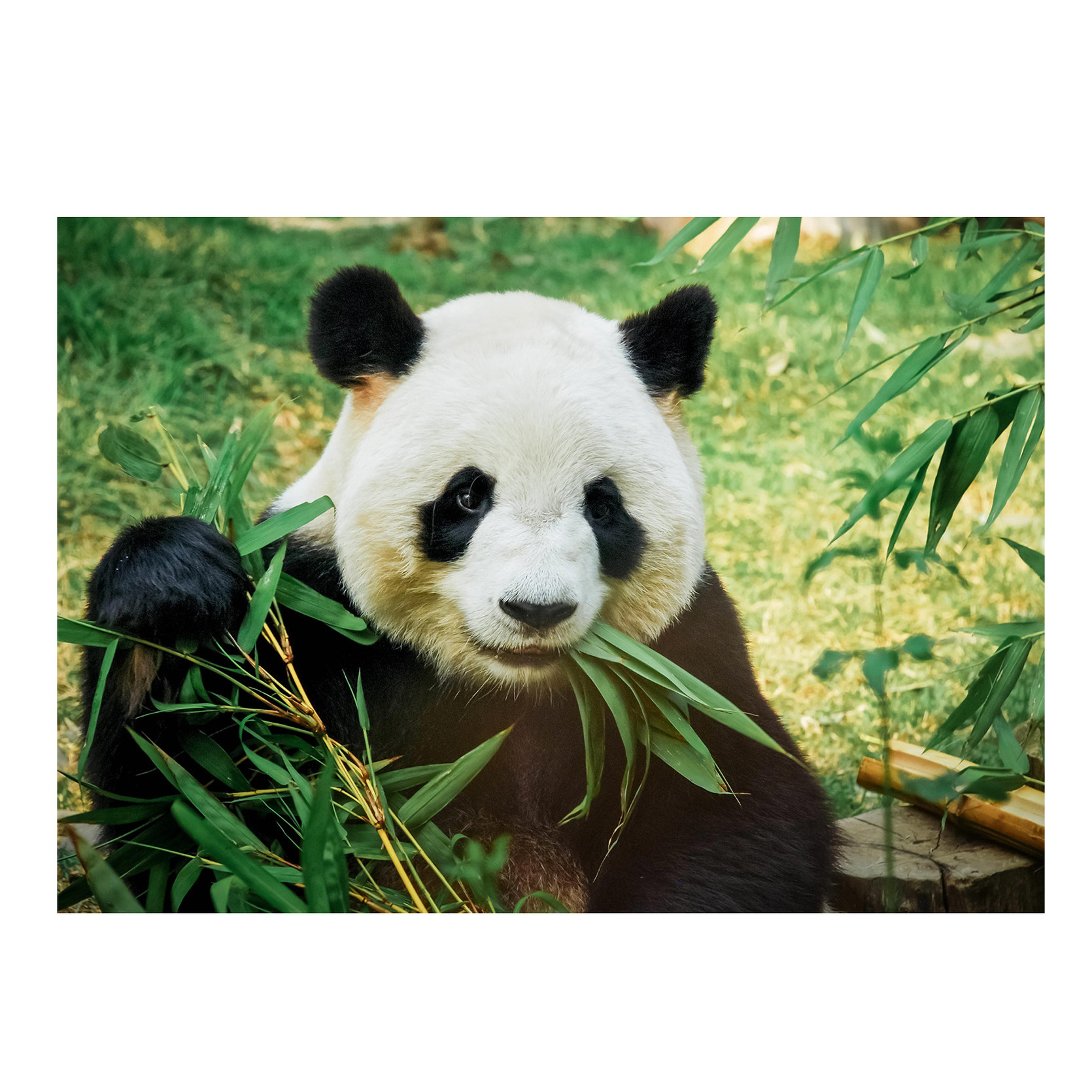 Dieren kinderkamer poster panda-reuzenpanda 84 x 59 cm