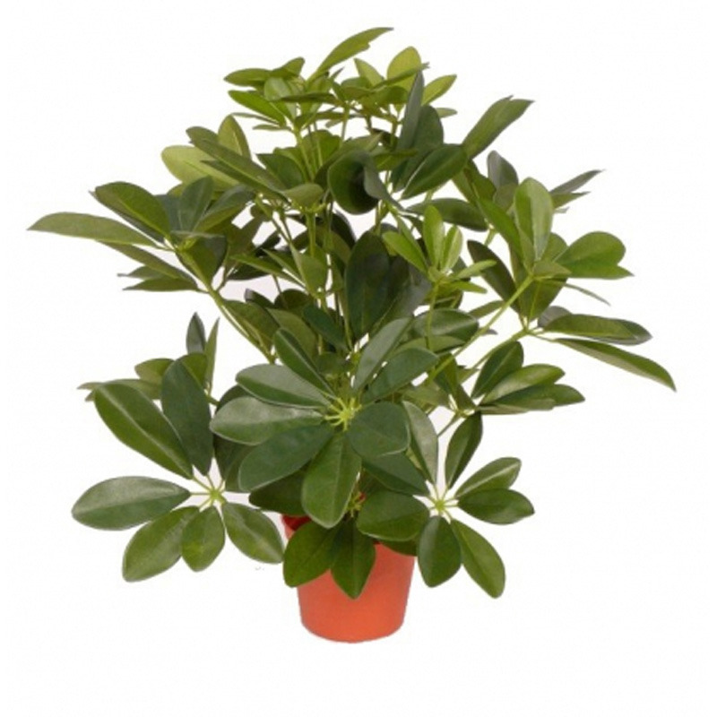 Schefflera kunstplant 55 cm